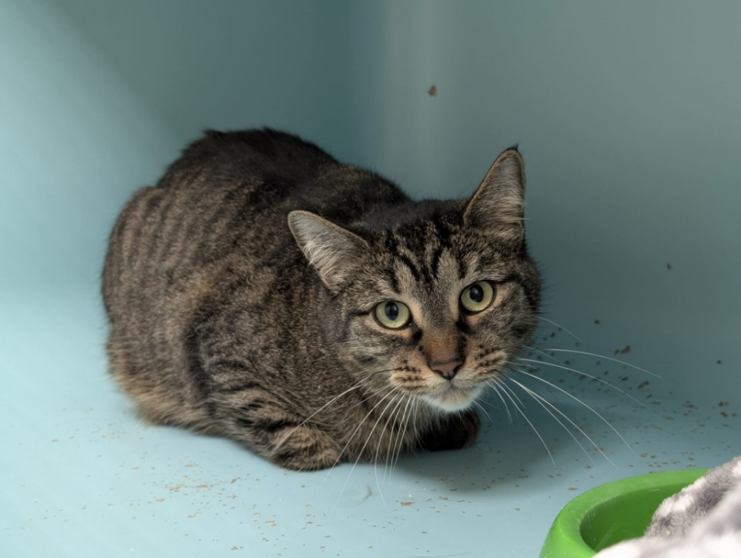 Photo #4 de Minouchette