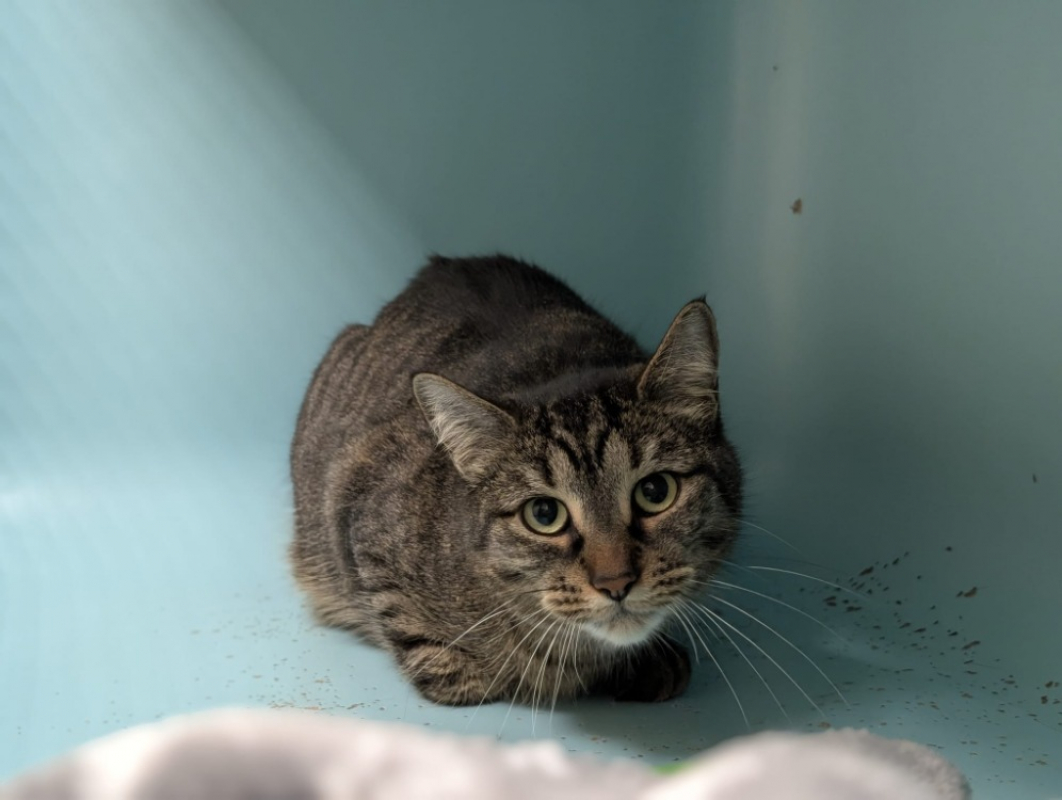 Photo #5 de Minouchette