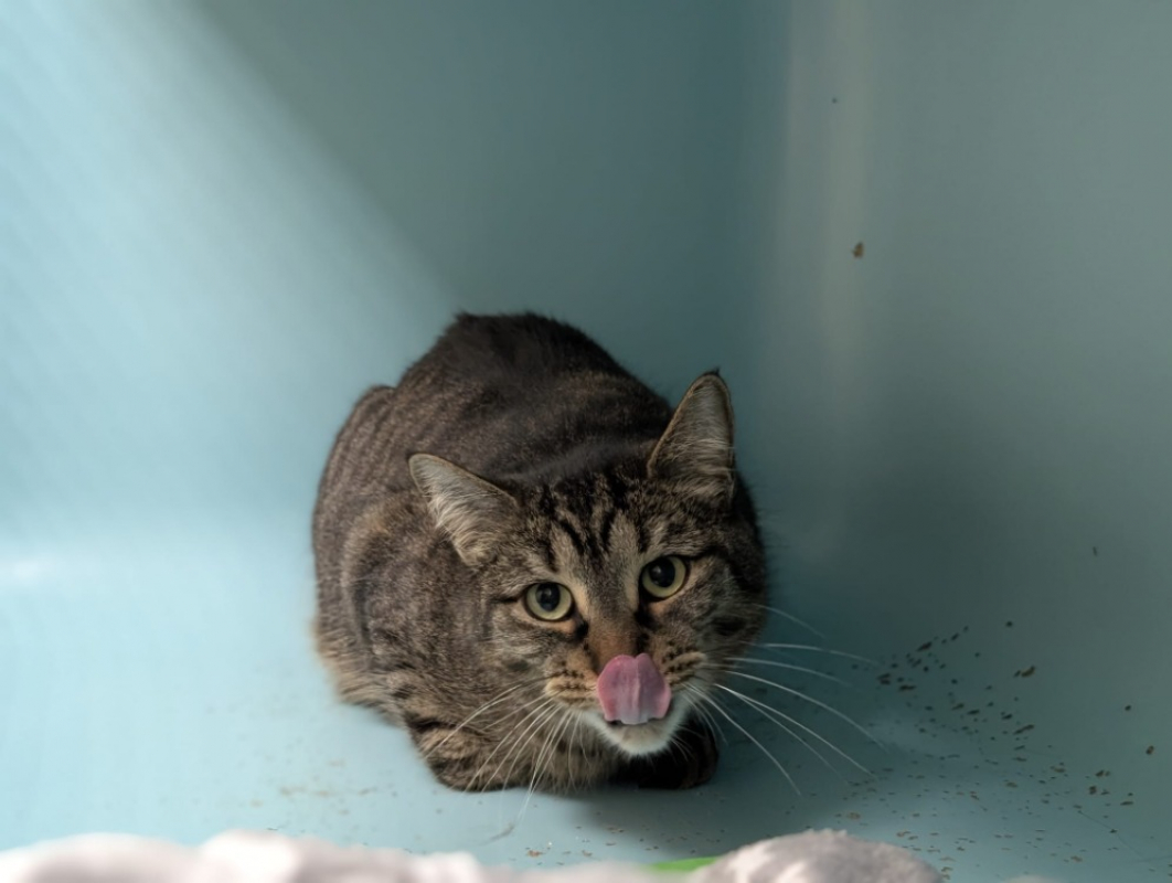 Photo #6 de Minouchette