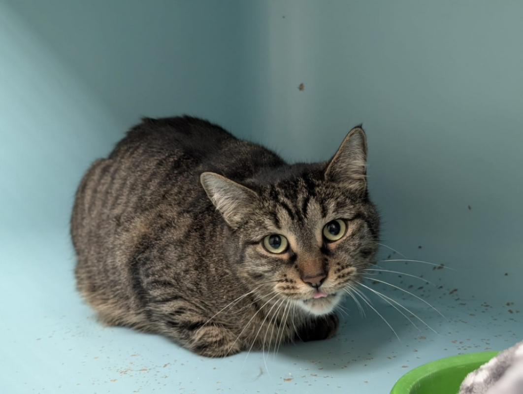 Photo #7 de Minouchette