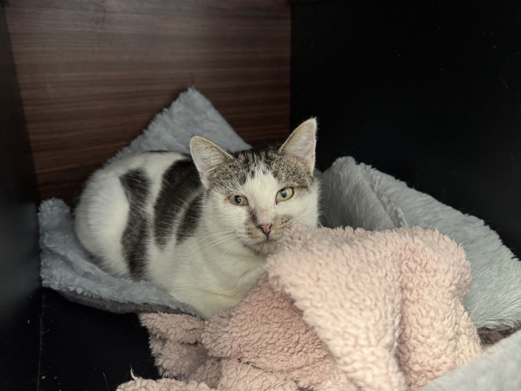 Photo #1 de A17228 yaga