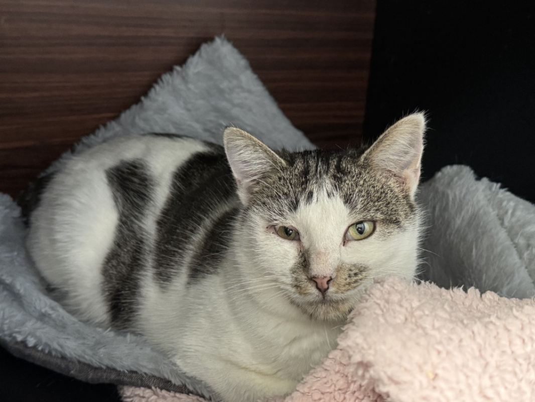 Photo #2 de A17228 yaga