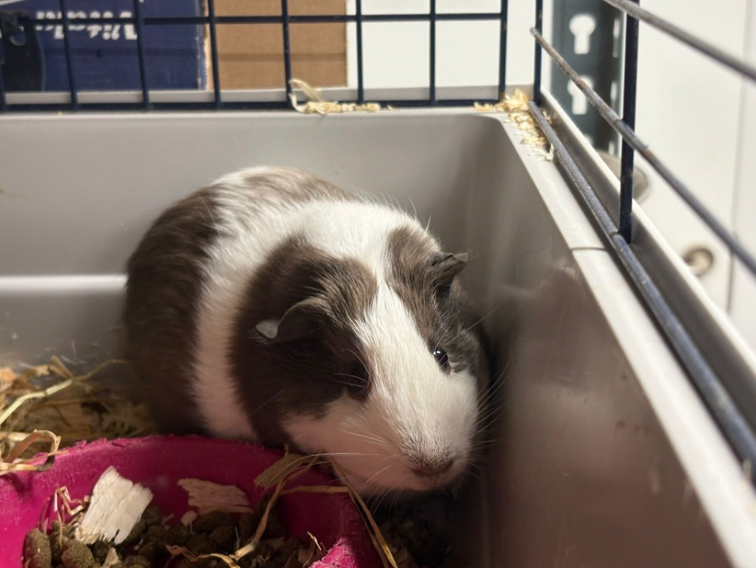 Photo de Stracciatella