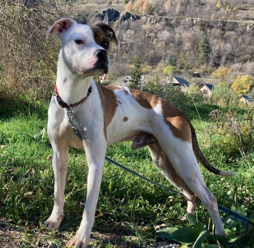 Loki cn - Chien à adopter - photo 3