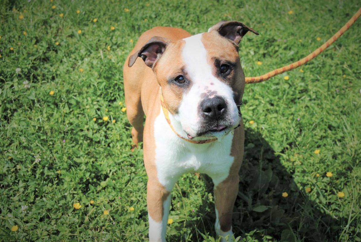 Rhys - Chien à adopter