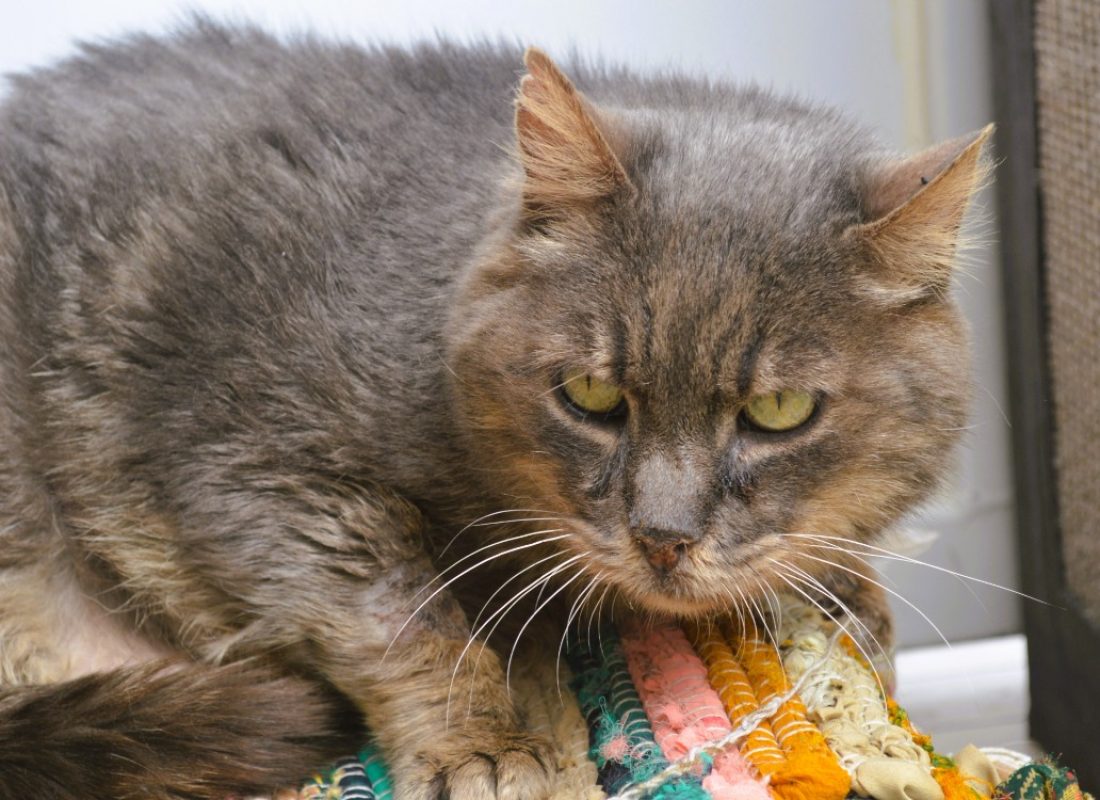 Guimauve - Chat Européen à adopter
