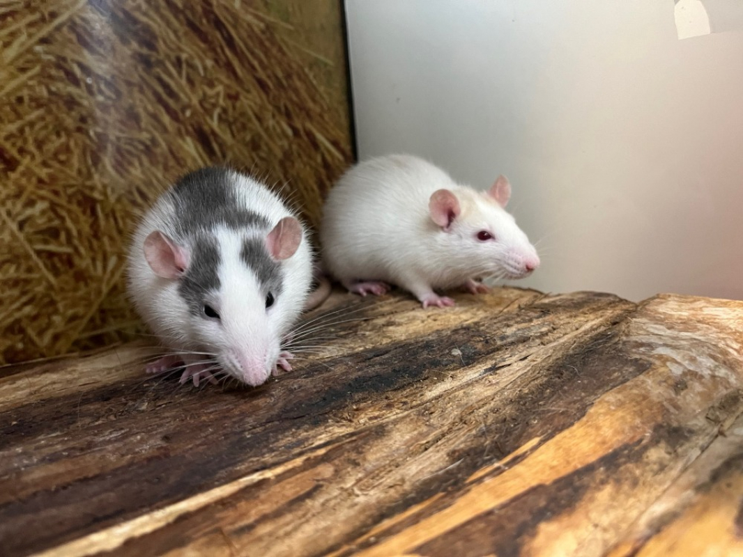 Photo de Alicibine et arluine