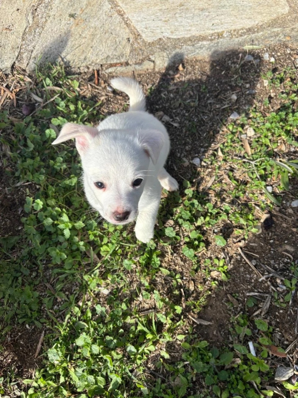 Photo #1 de Topolina