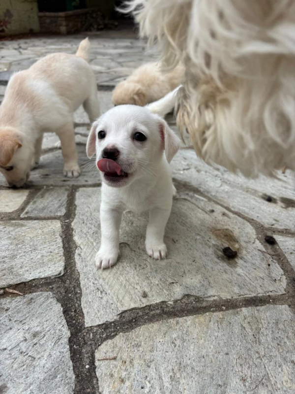 Photo #2 de Topolina