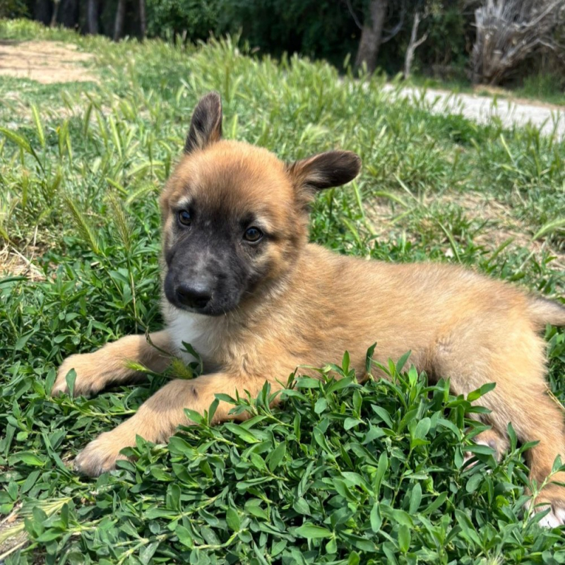 Photo de Tater Tot