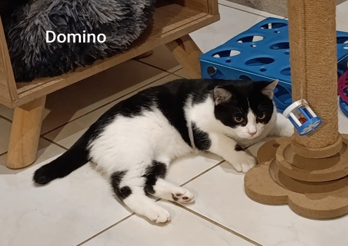 Photo #2 de Domino