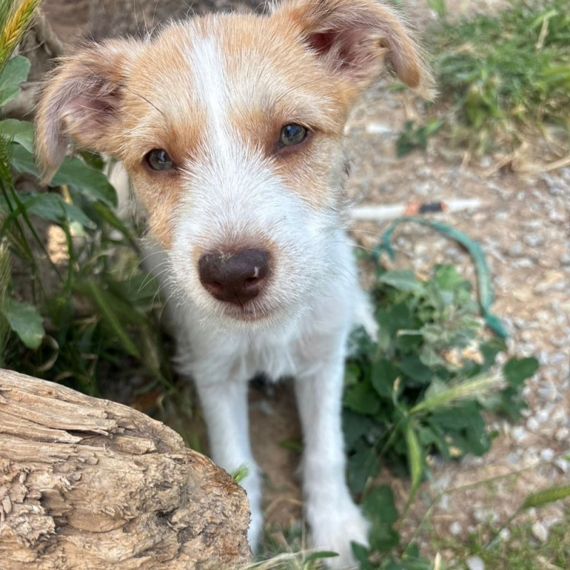 Photo de Feta Fuzz