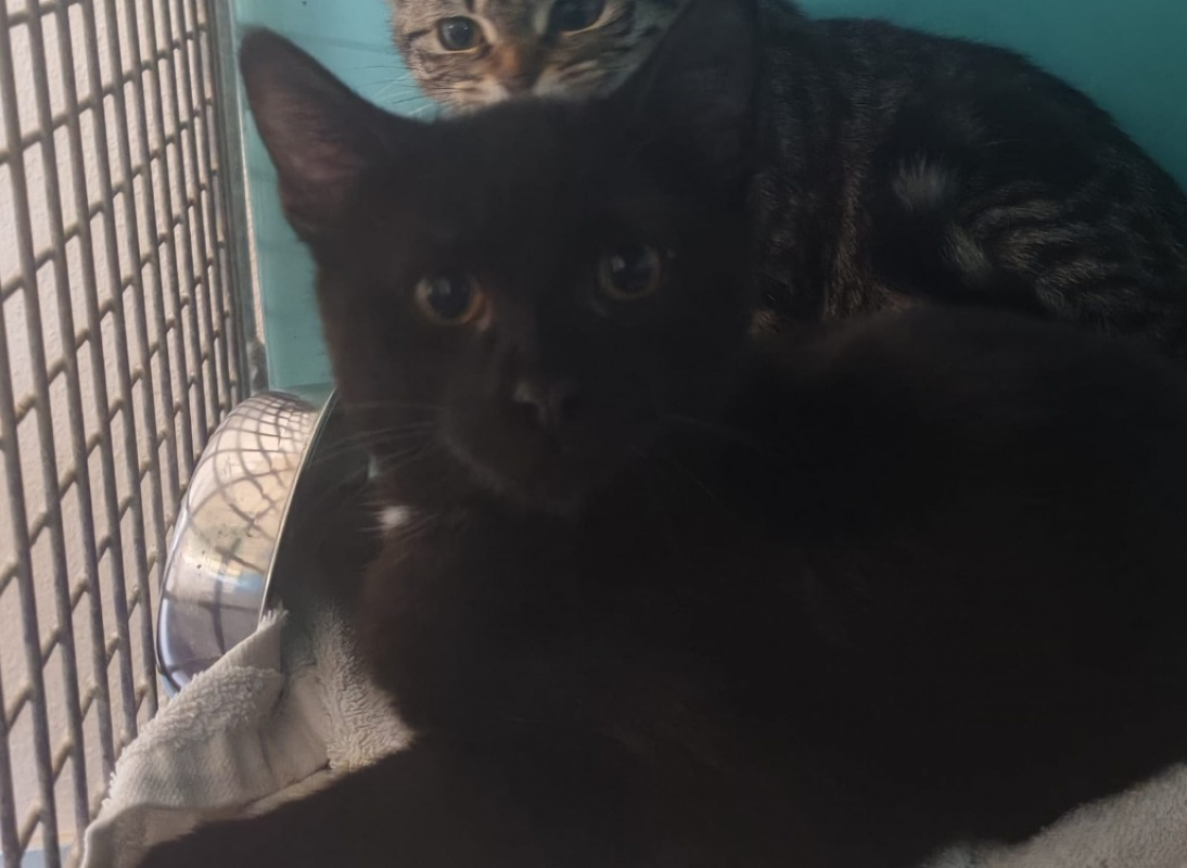 Photo de Scroutapetard