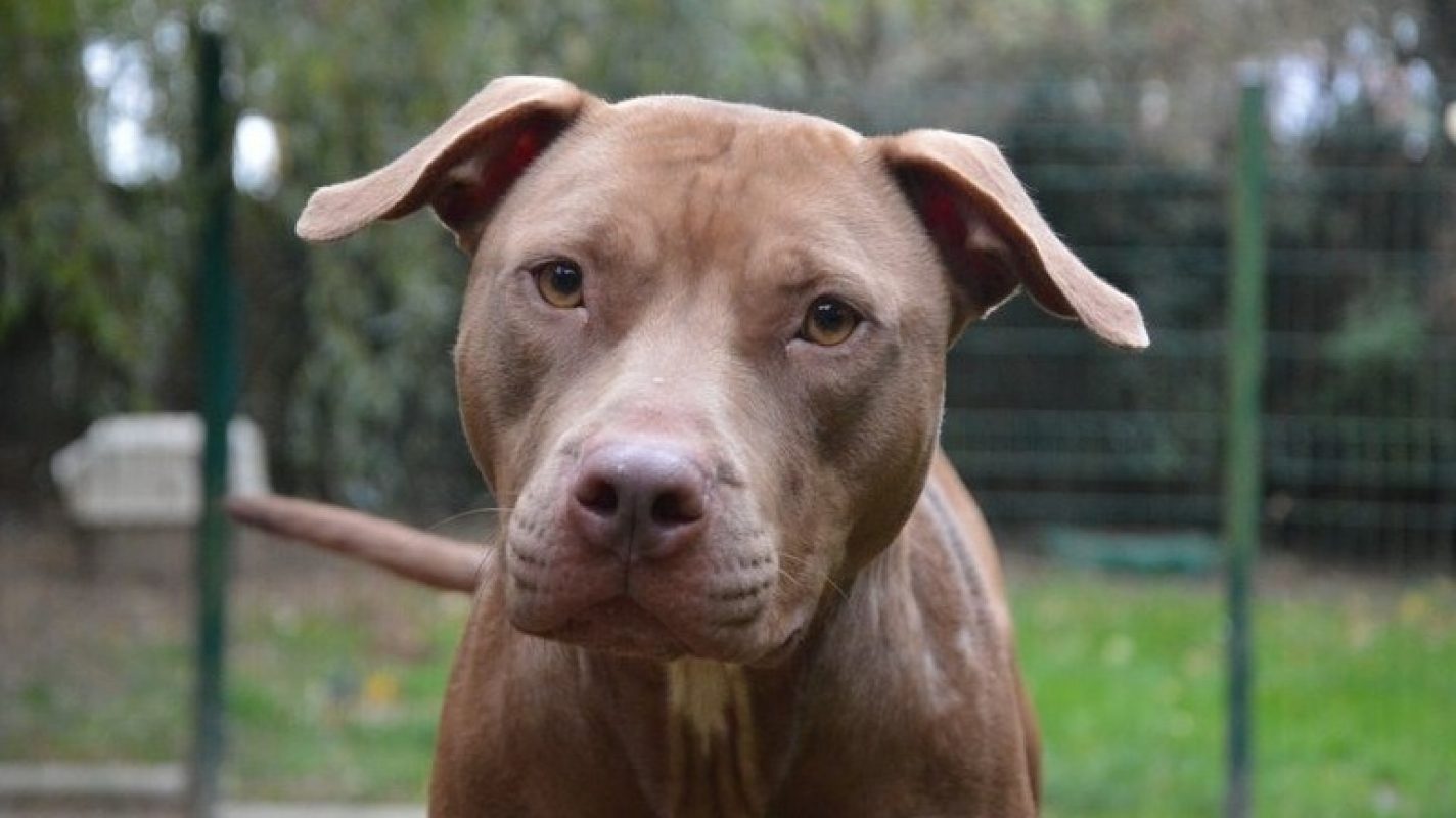 Noza - Chien à adopter à Chamarande (91) - Animaux.fr