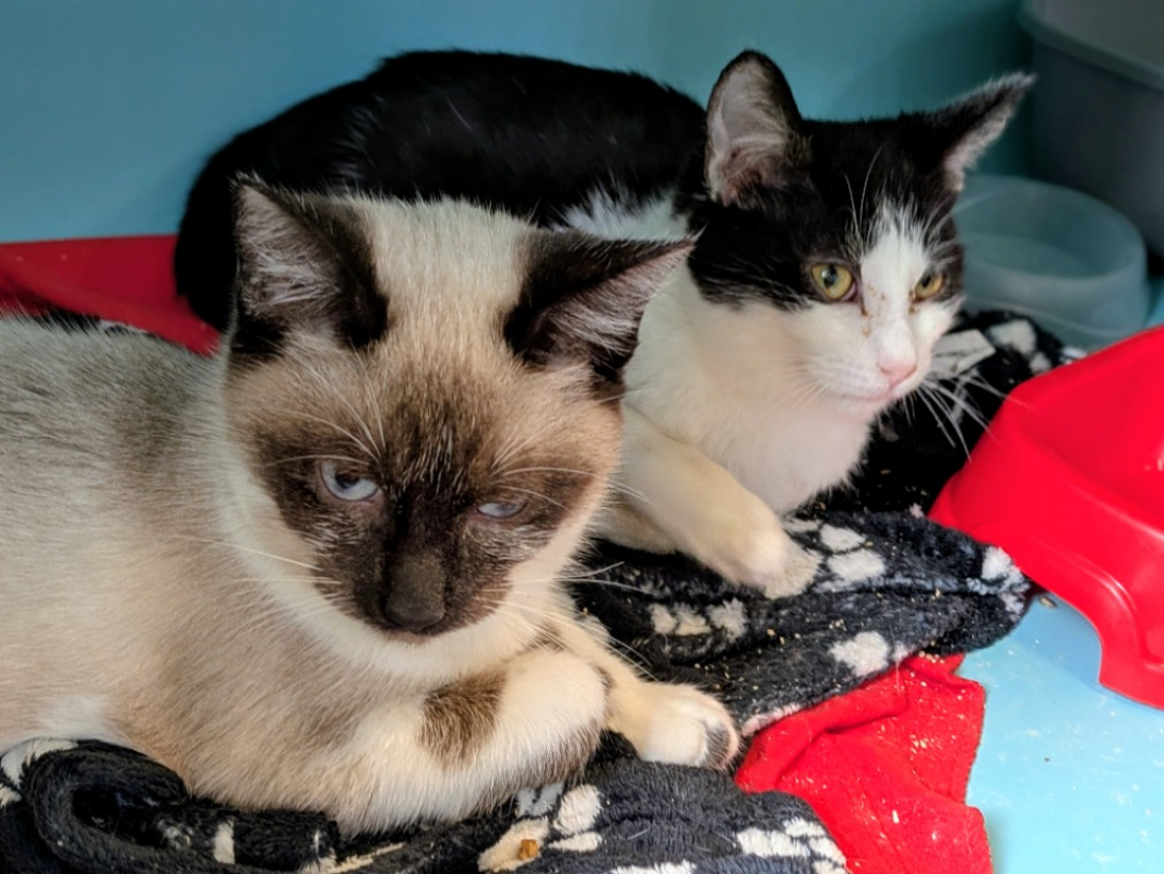 Photo #1 de Arlo et aladin