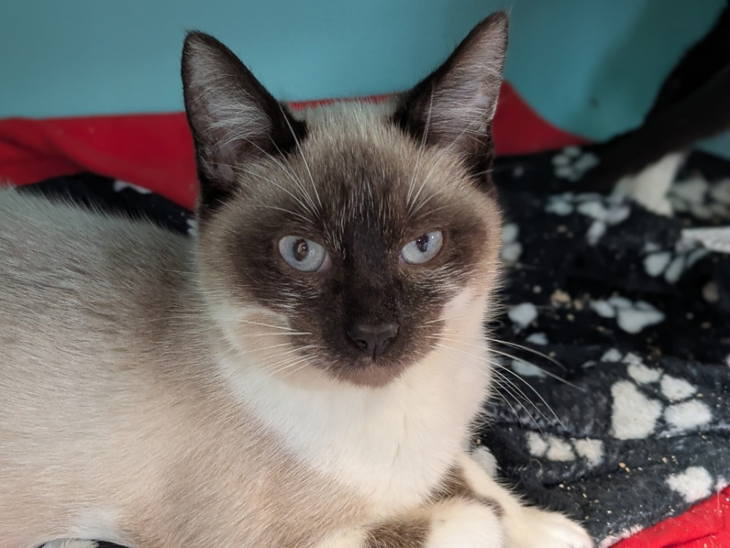 Photo #2 de Arlo et aladin