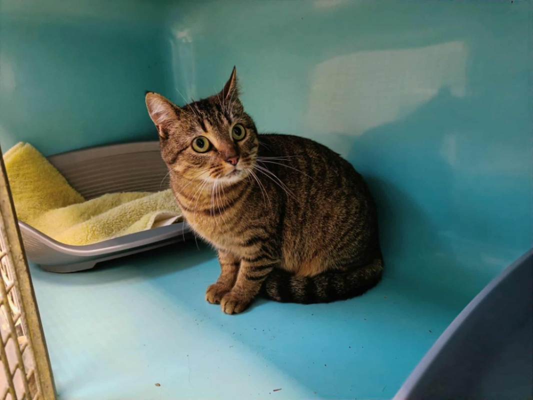 Photo #1 de Pile poil