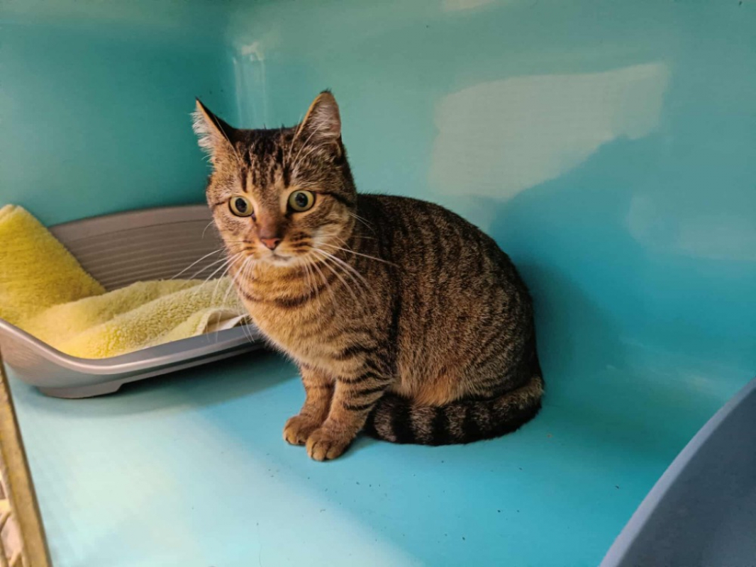 Photo #2 de Pile poil