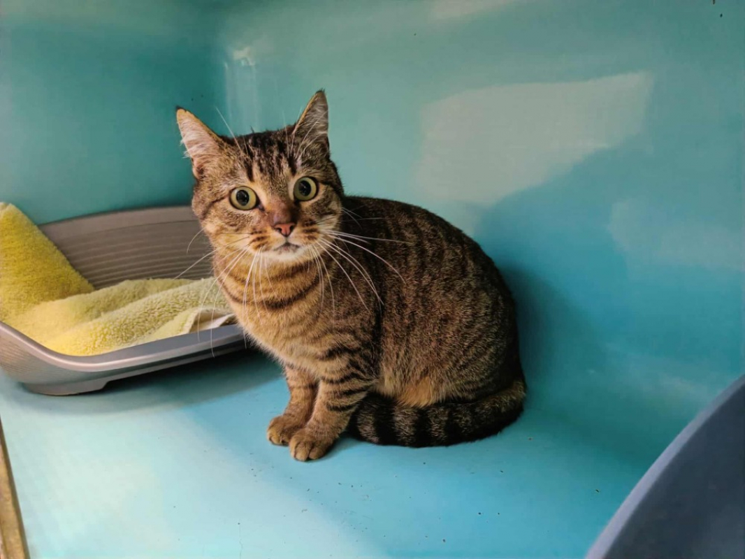 Photo #3 de Pile poil