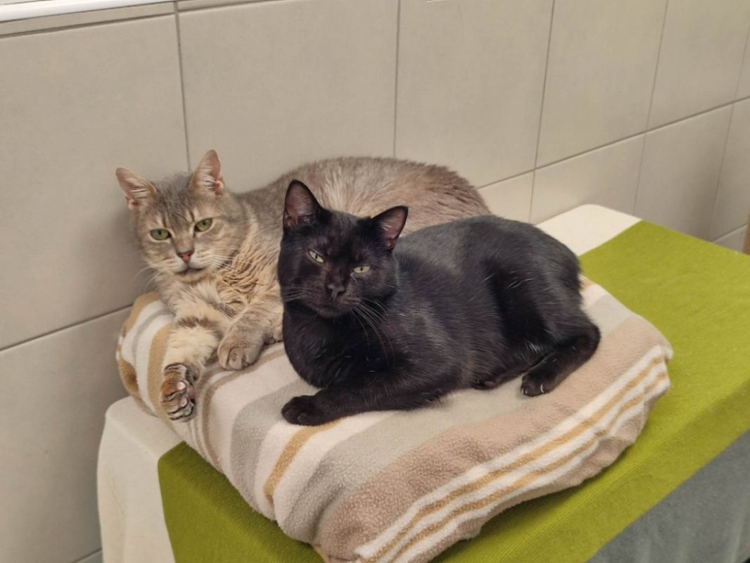 Photo #2 de Poil pile