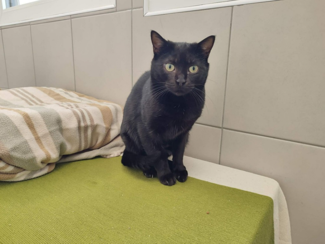 Photo #4 de Poil pile