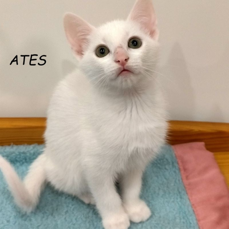 Photo de Ates