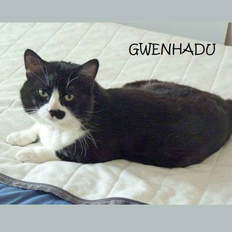 Photo de Gwenhadu