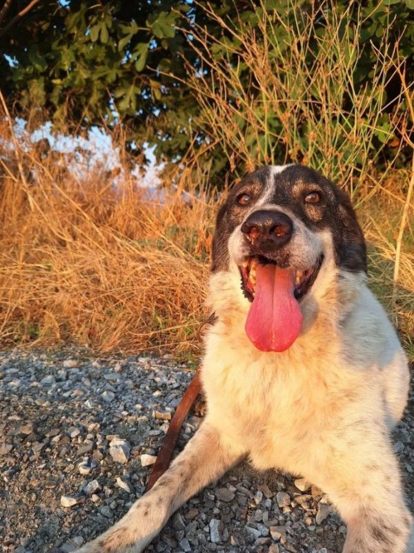 Tim - Chien à adopter - photo 4
