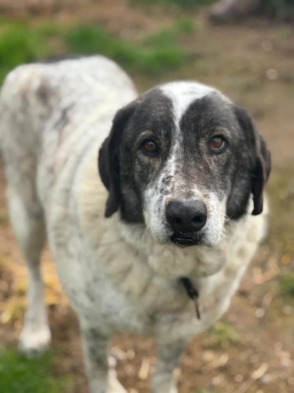 Tim - Chien à adopter