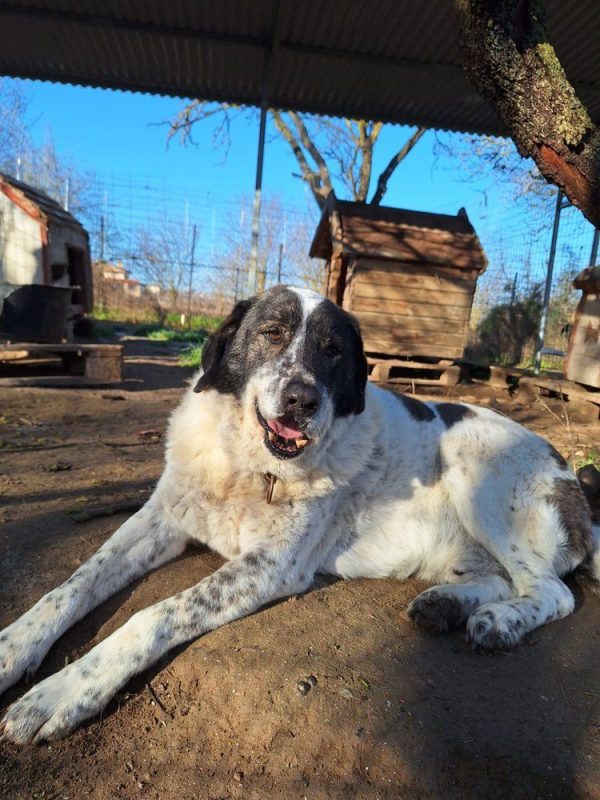 Tim - Chien à adopter - photo 5