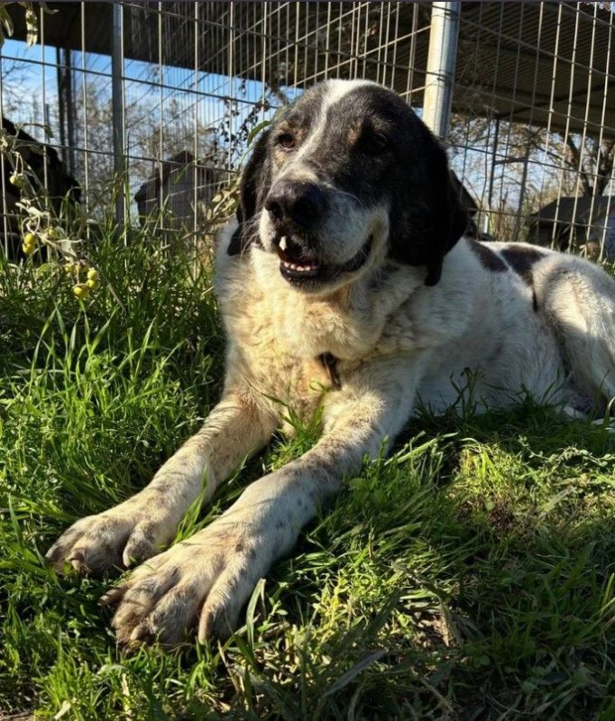 Tim - Chien à adopter - photo 3