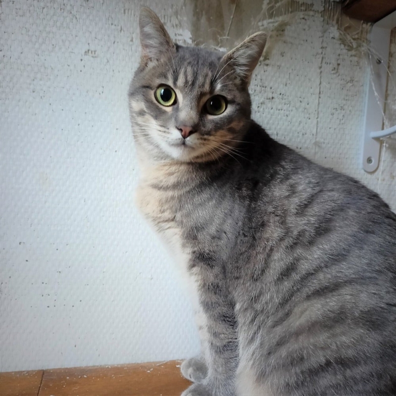 Photo de Soba