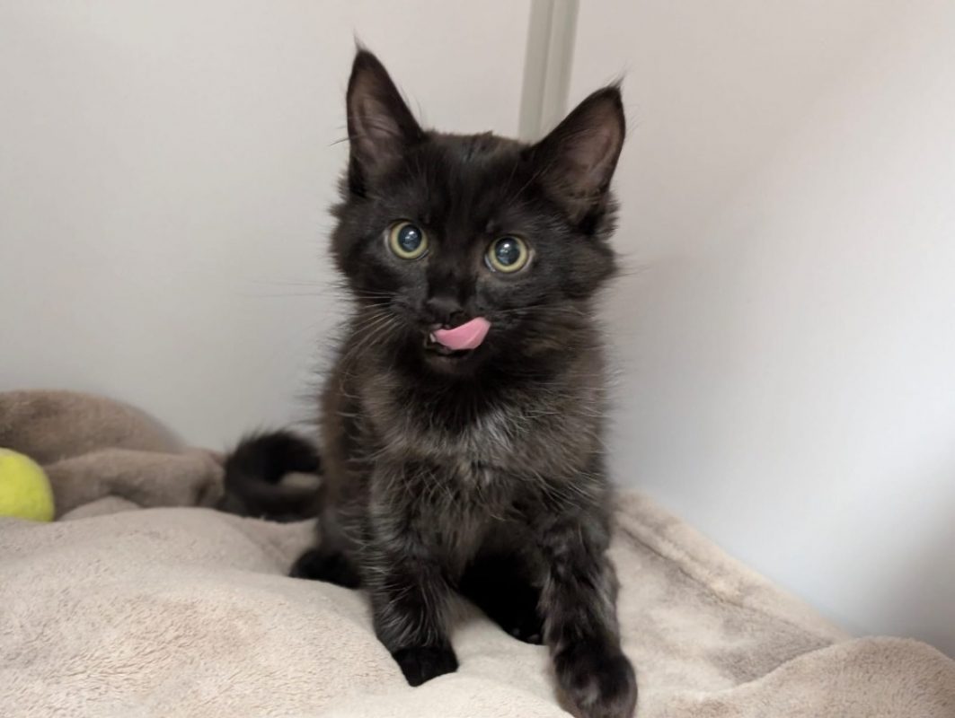 Ember - Européen à adopter à Brugheas (03) - Animaux.fr