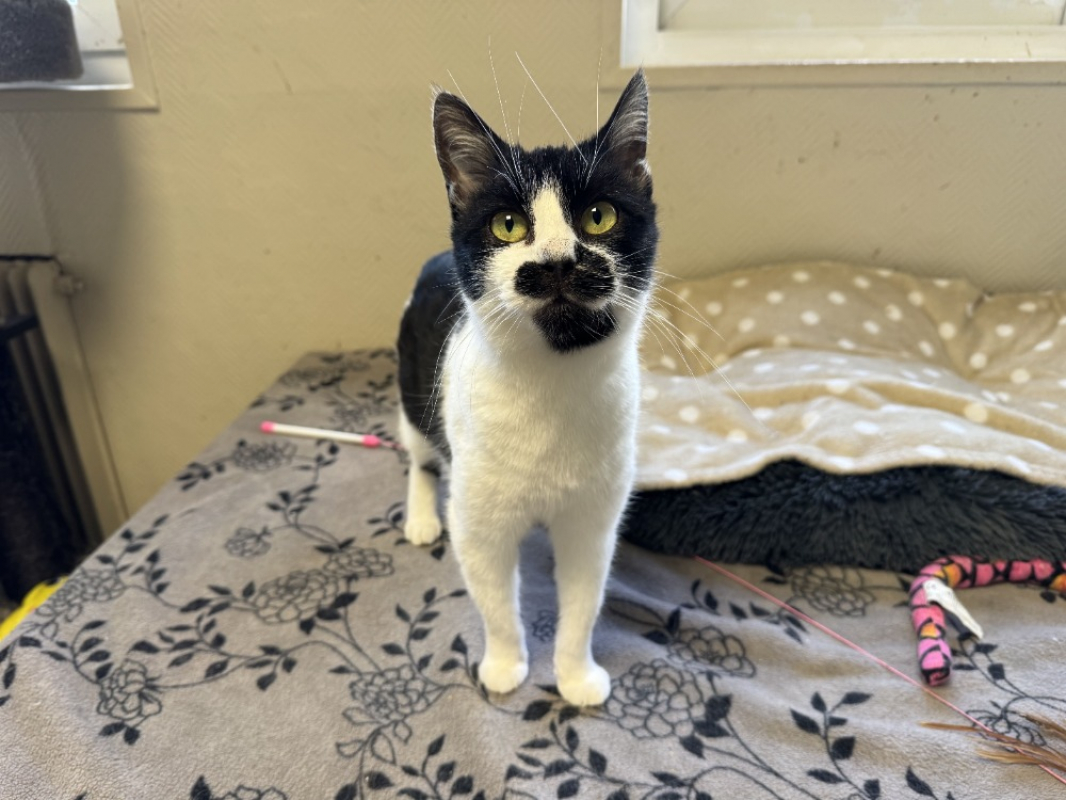 Photo #1 de Moustache