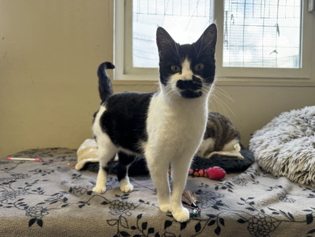 Photo #2 de Moustache