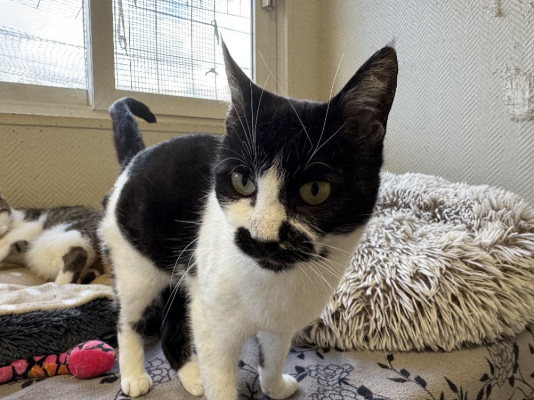 Photo #3 de Moustache