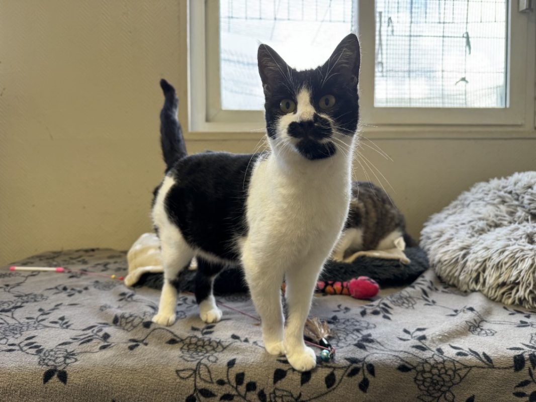 Photo #4 de Moustache