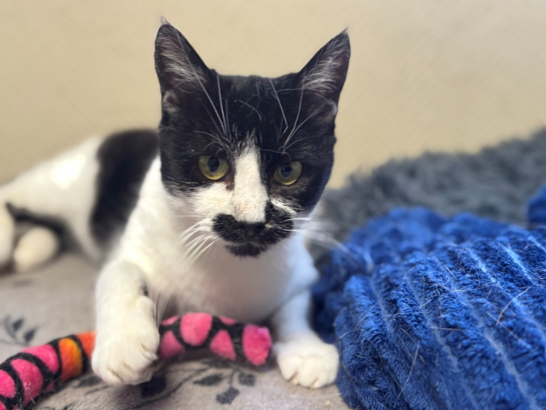 Photo #5 de Moustache