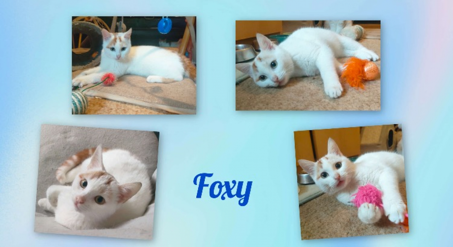 Photo de Foxy