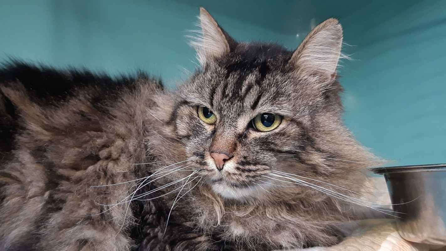 Photo #1 de Gilgamesh