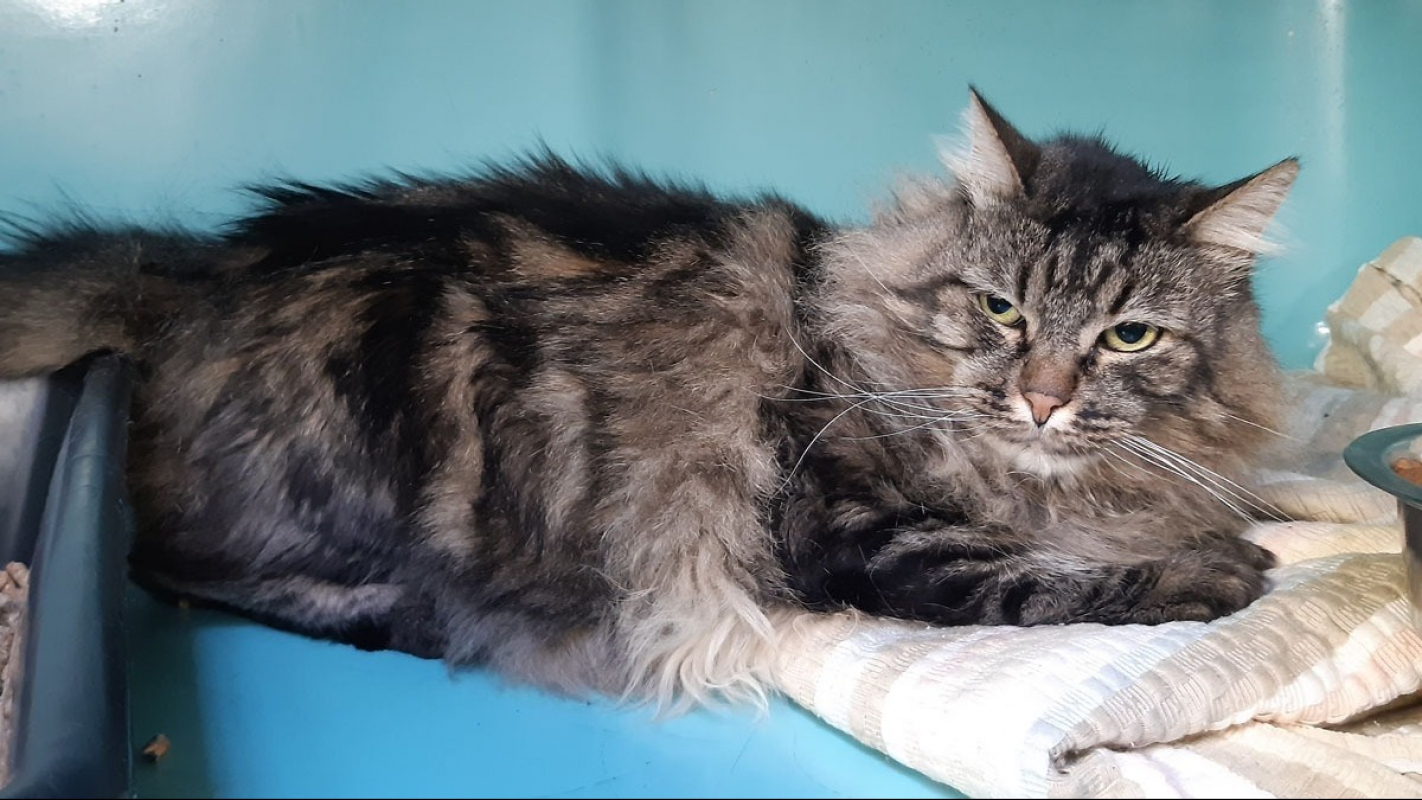 Photo #2 de Gilgamesh