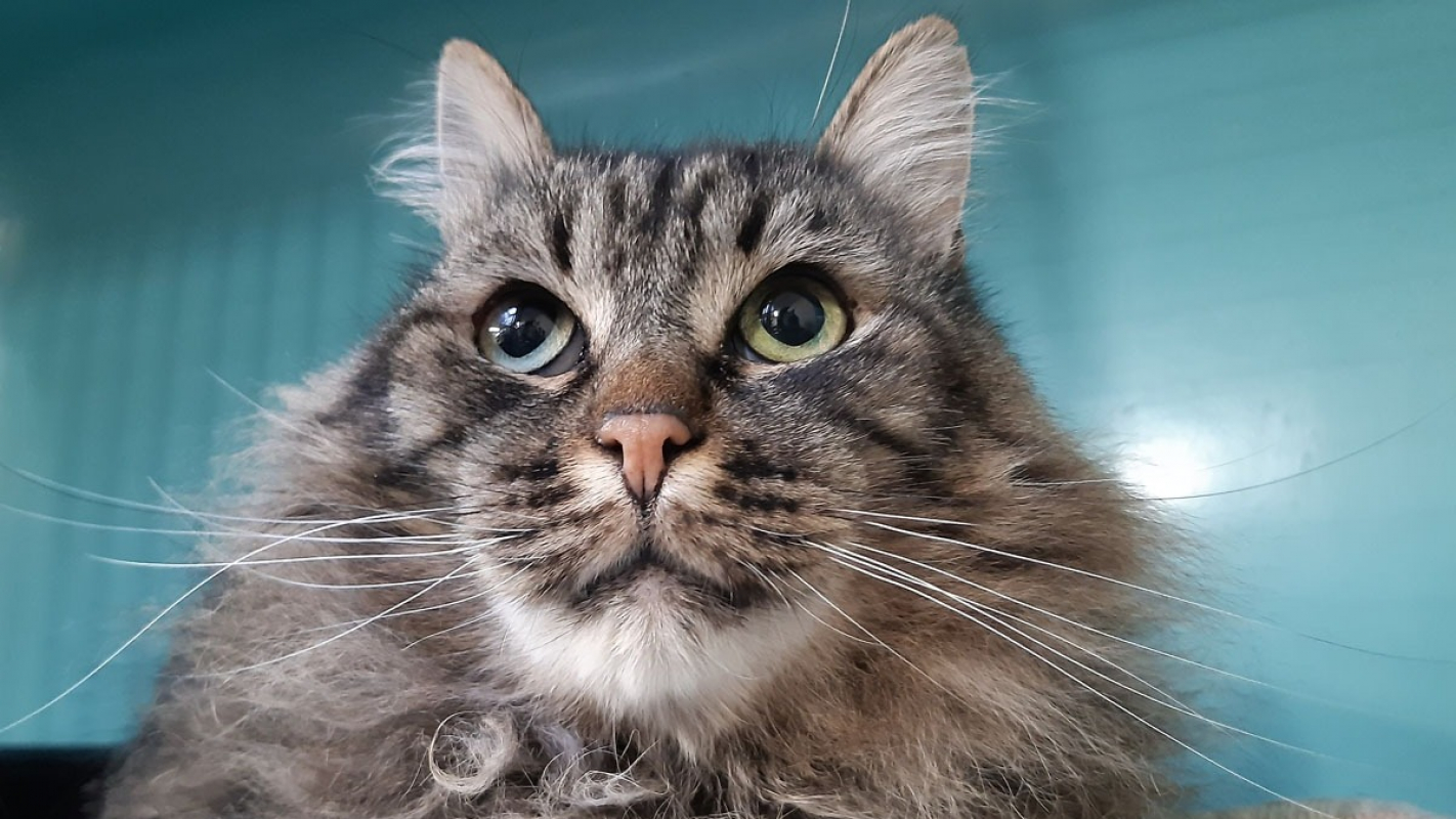 Photo #3 de Gilgamesh