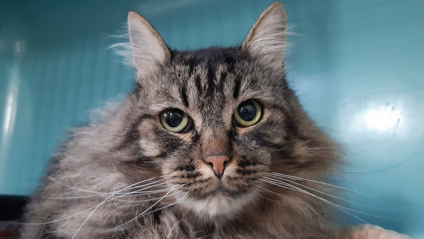 Photo #4 de Gilgamesh