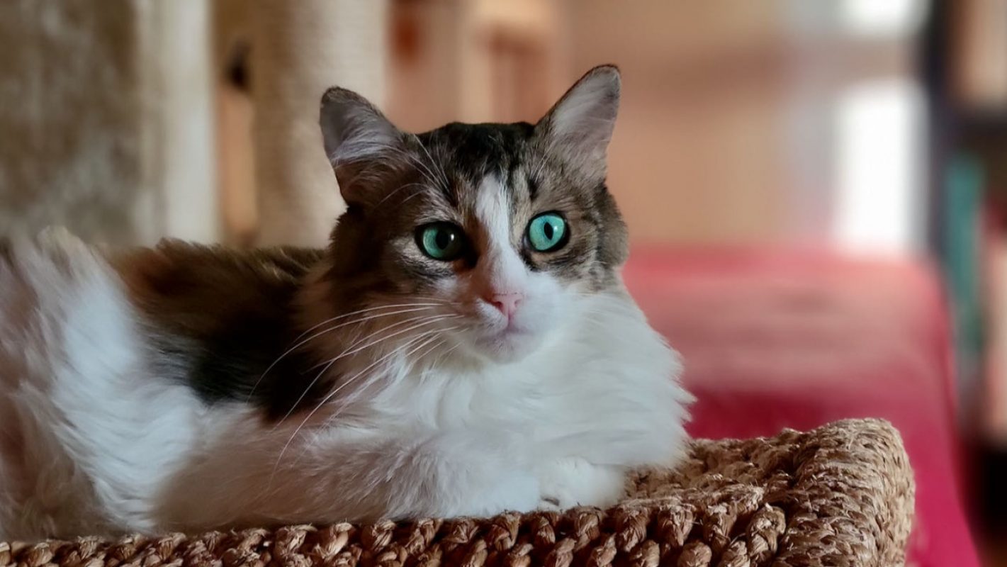 Binga - Chat Européen à adopter