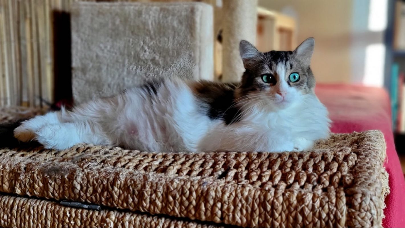 Binga - Chat Européen à adopter - photo 2