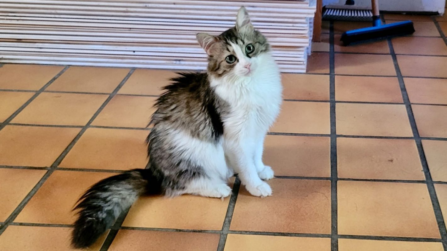 Binga - Chat Européen à adopter - photo 3