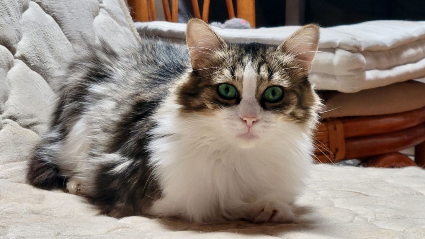 Binga - Chat Européen à adopter - photo 4