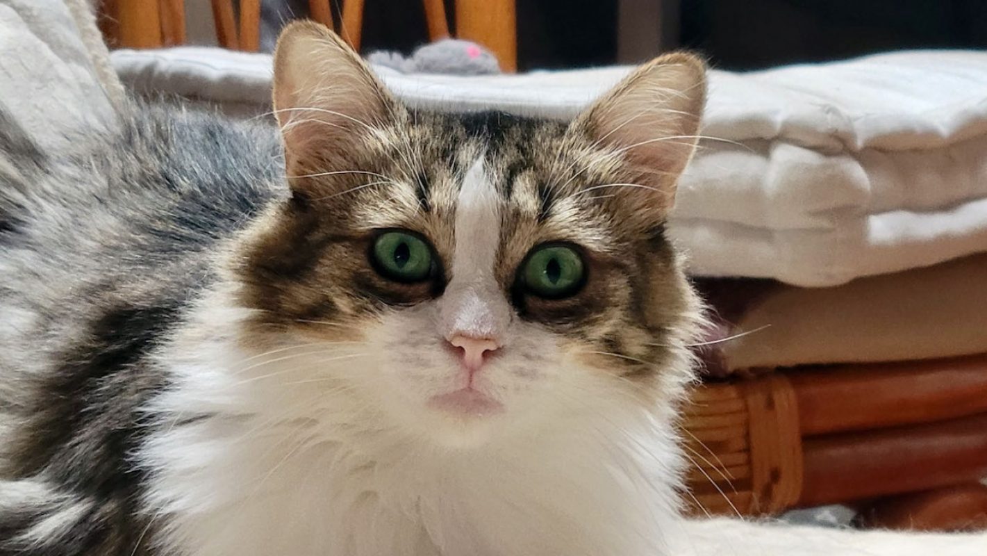 Binga - Chat Européen à adopter - photo 6