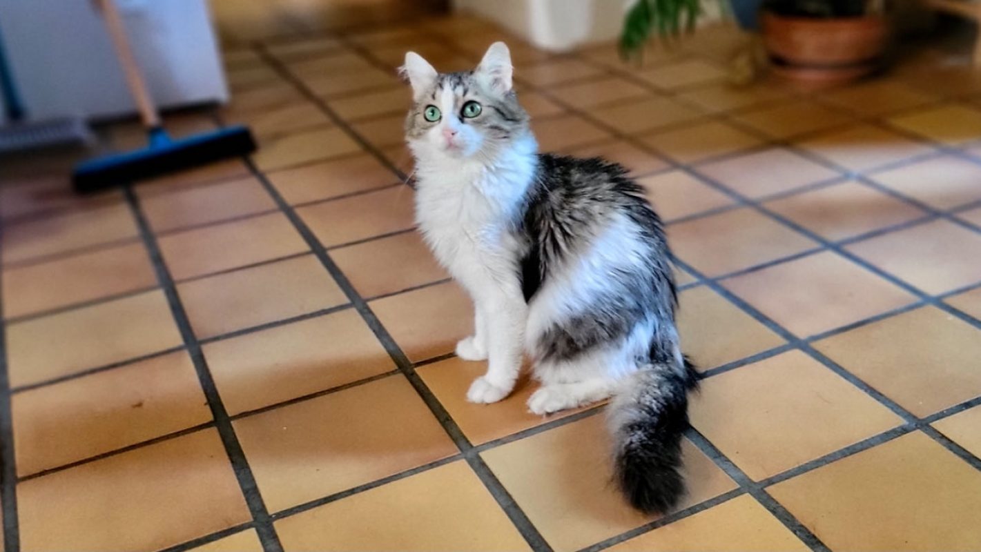 Binga - Chat Européen à adopter - photo 7