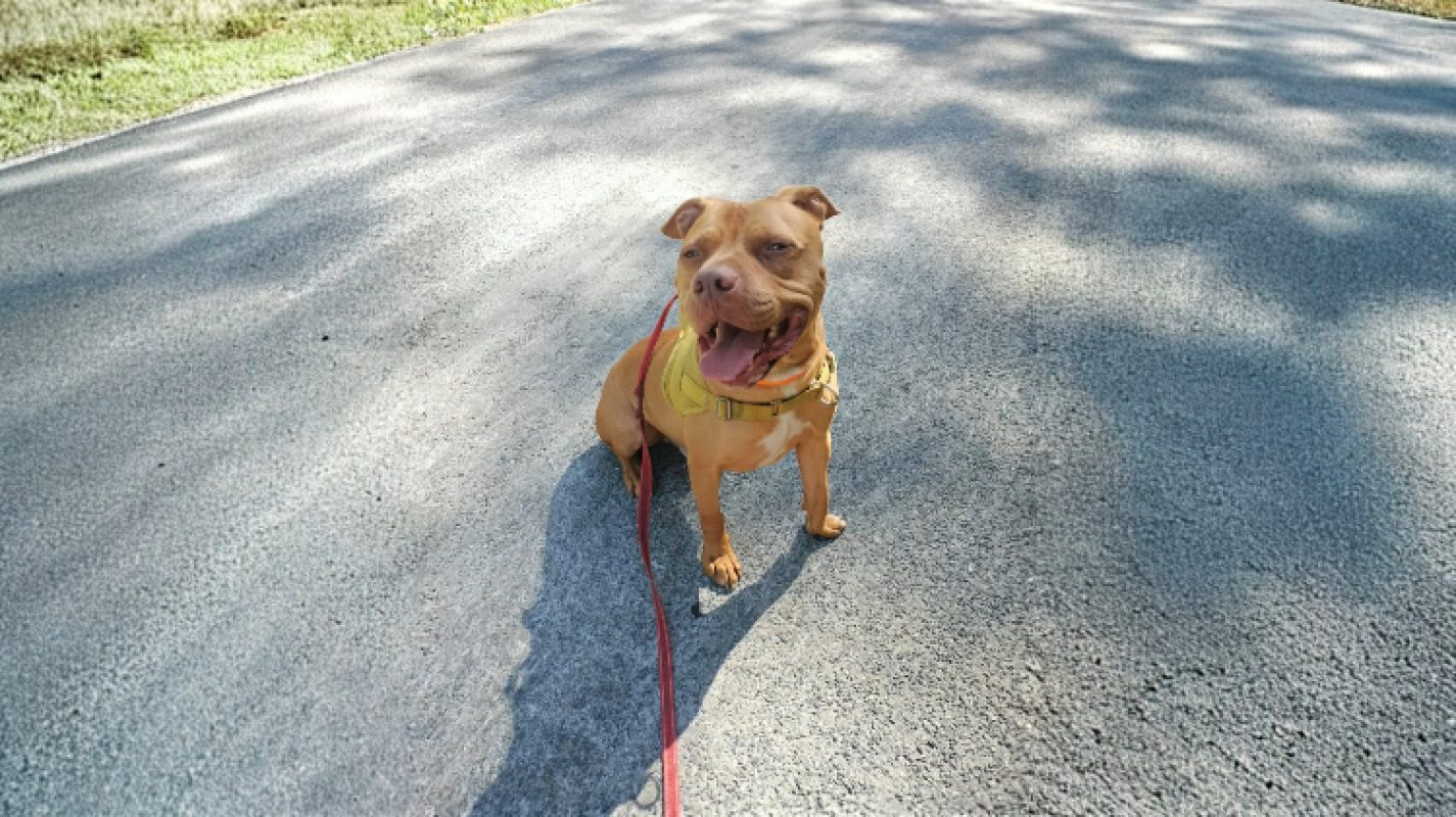 Leto - Chien à adopter